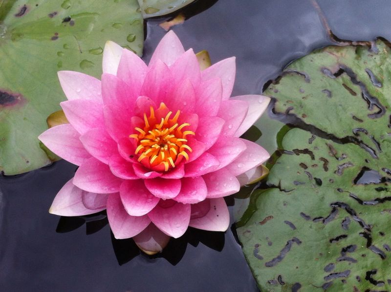 Le Mystère de la Femme